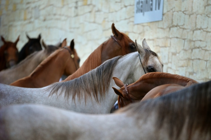 Famous Horse Breeds and How You Can Care Your Horse